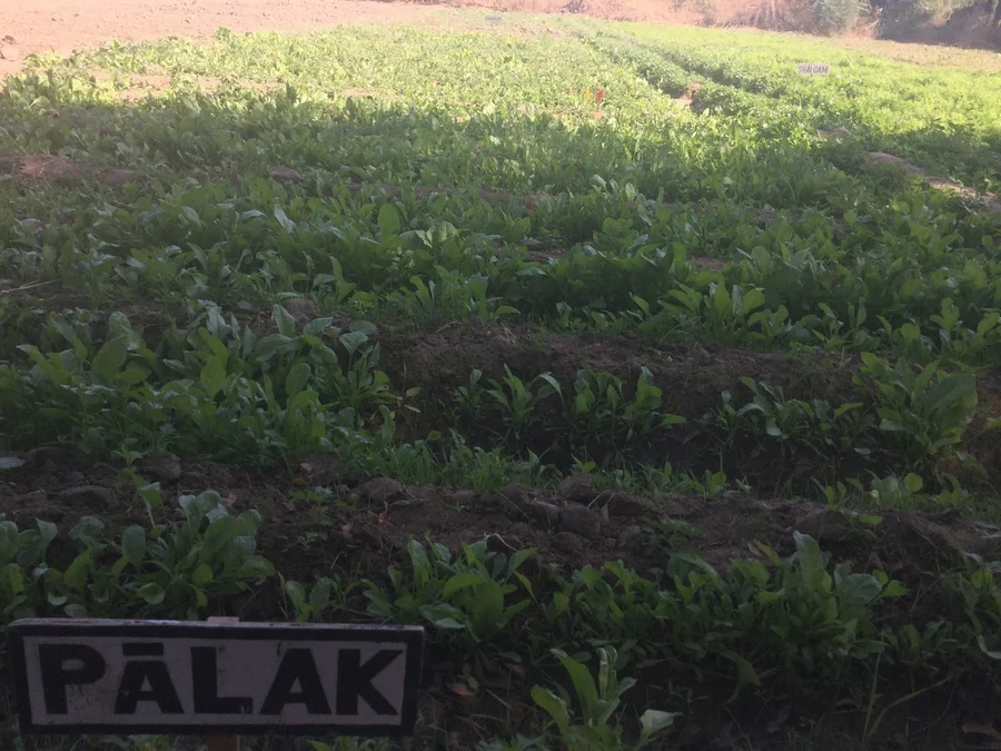Indian spinach palak plantation 72dpi 1200